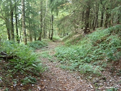 La Forêt Domaniale de Saint-Antoine est principalement composée d'essences résineuses, avec de belles présences de feuillus localement